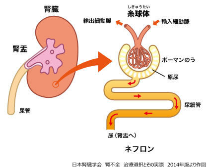腎臓構造