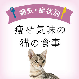 獣医師監修】痩せ気味の猫の食事  痩せ気味の猫向けキャットフード 