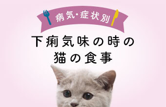 獣医師監修 下痢気味の時に与えたいキャットフード5選とフードの与え方 猫ねこ部