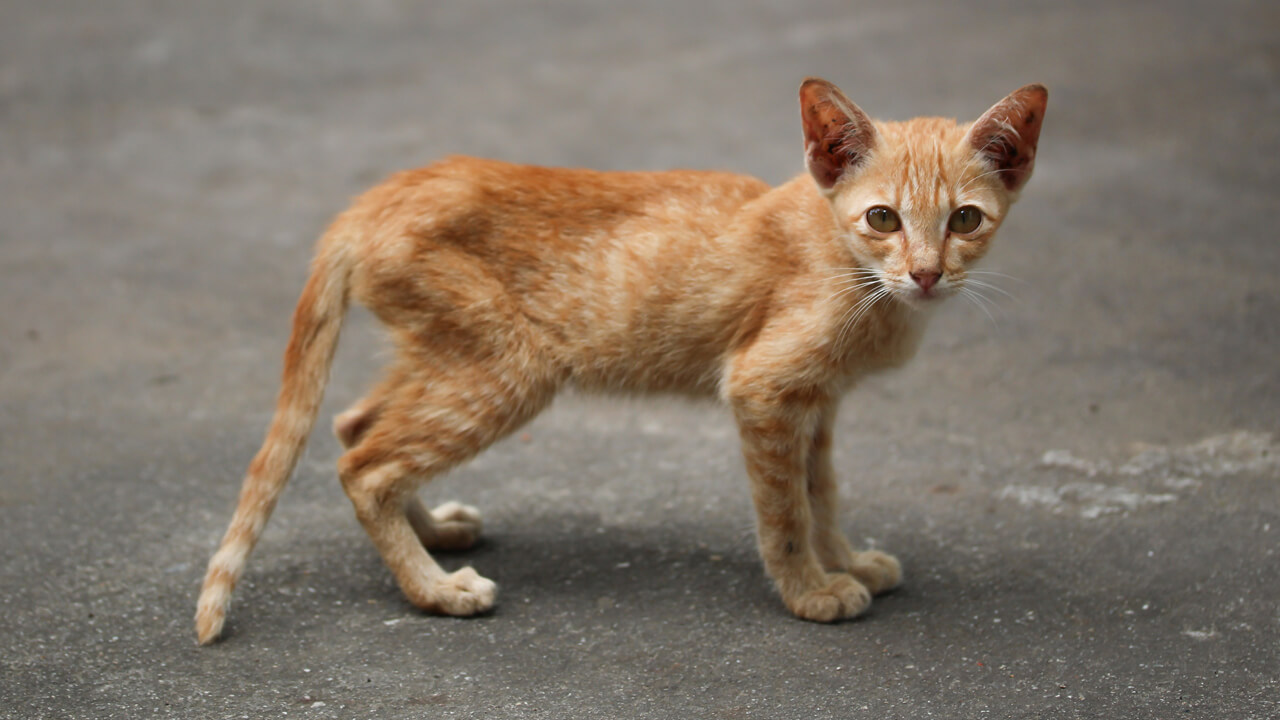 獣医師監修】痩せ気味の猫の食事 痩せ気味の猫向けキャットフード - 猫 痩せ
る 病気