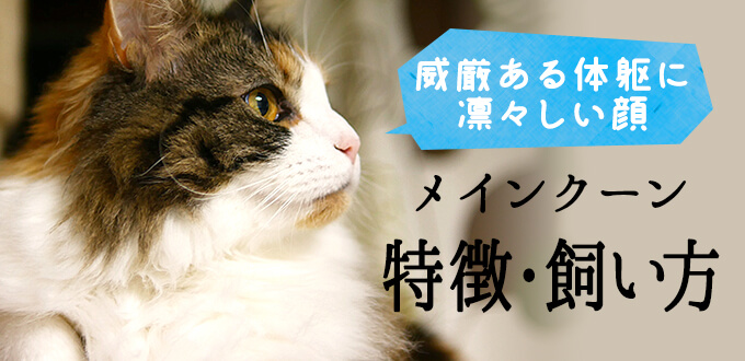 飼い主さん必見！メインクーンの特徴や飼い方について