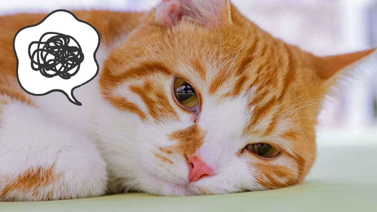 経口避妊薬の基本