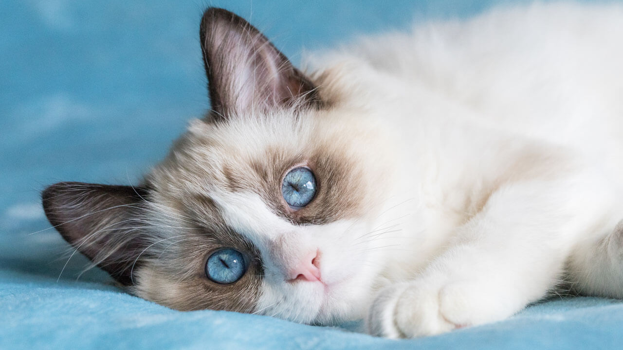 ラグドールにおすすめのキャットフード5選  猫ねこ部