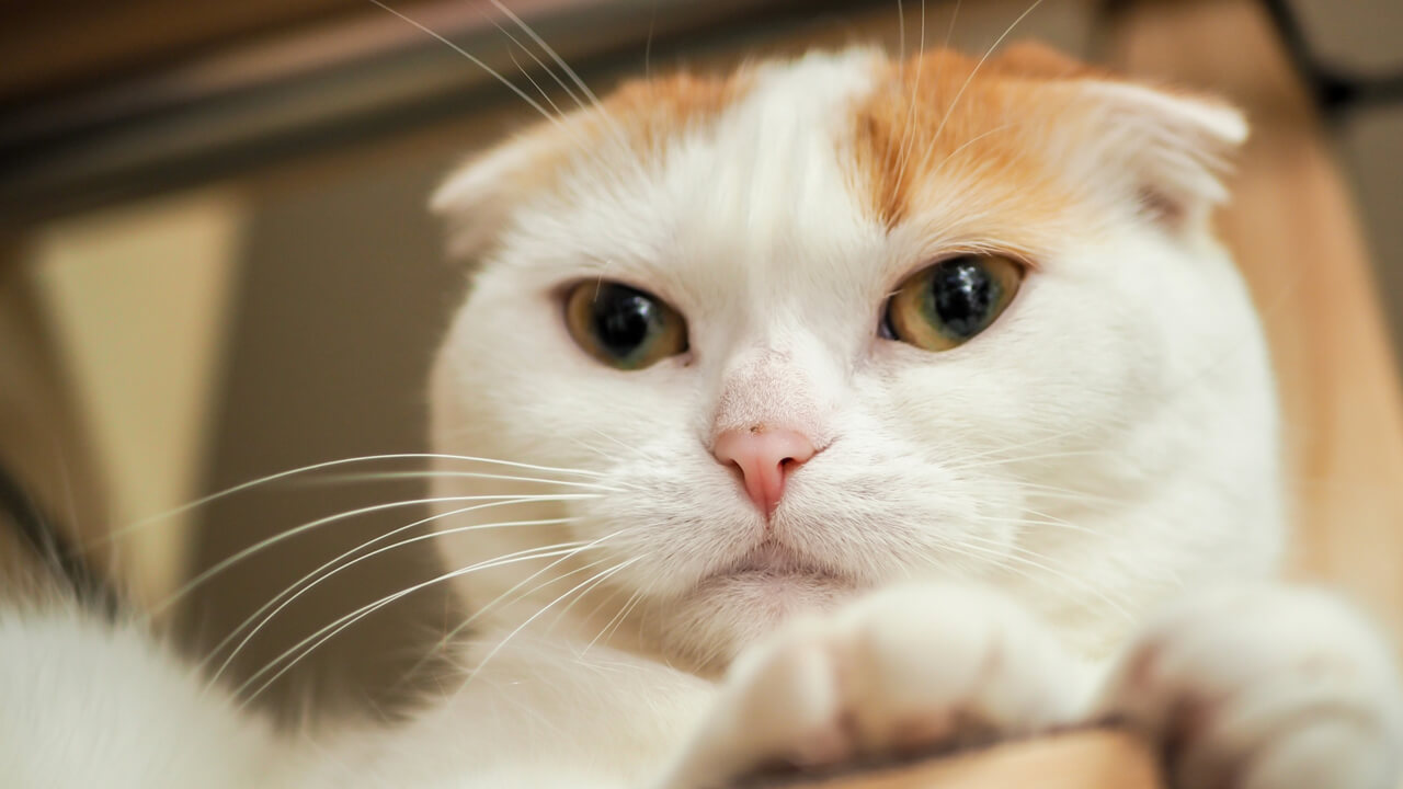 スコティッシュフォールドにおすすめのキャットフード5選 猫ねこ部