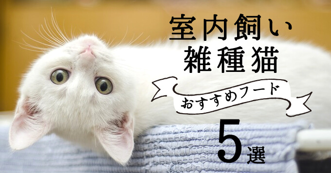 室内飼いの雑種猫におすすめのキャットフード5選  猫ねこ部