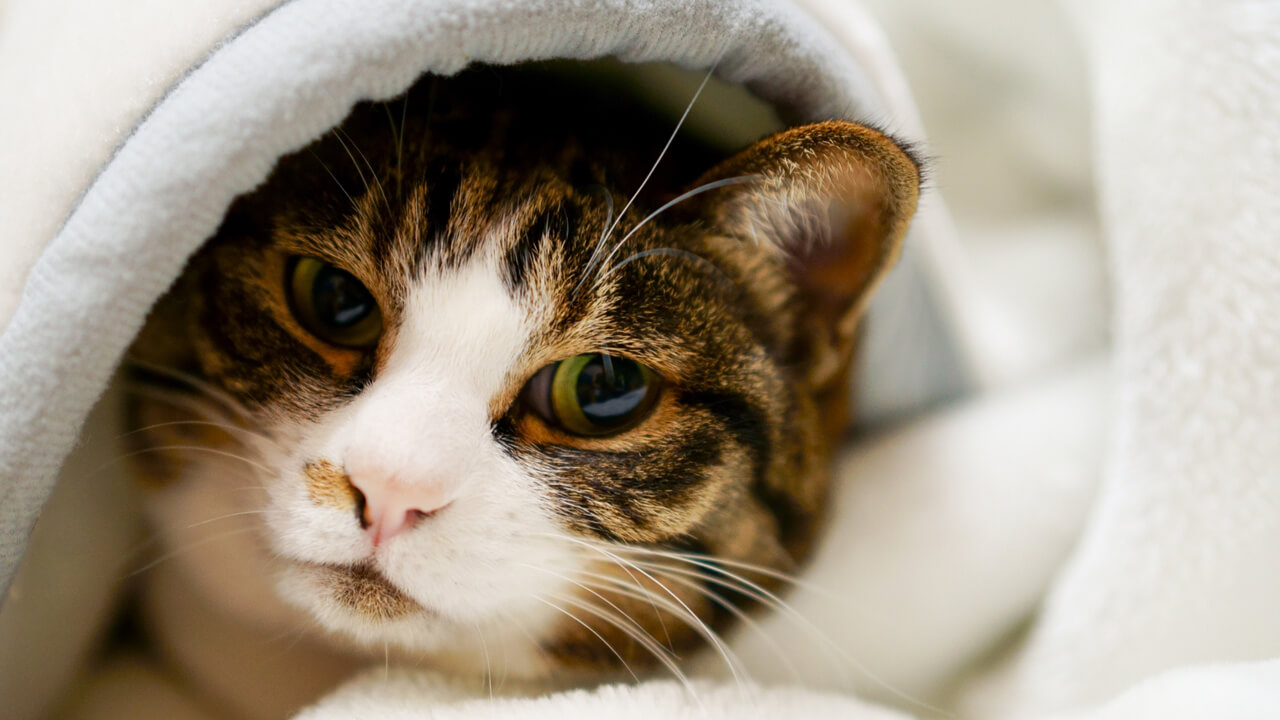 獣医師監修 猫が寒さに弱いと言われる3つの理由とおすすめ防寒グッズ8選 猫ねこ部