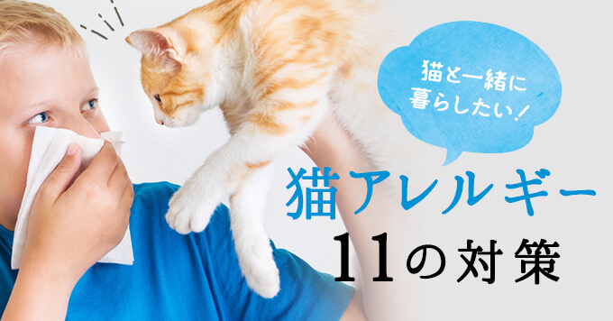 獣医師監修】猫アレルギーでも猫と一緒に暮らすための11の対策  猫ねこ部