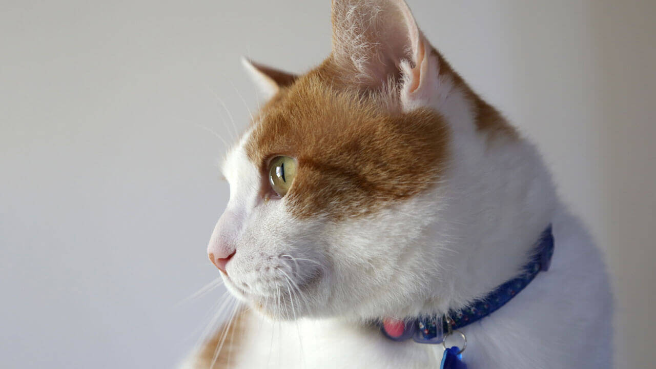 獣医師監修 猫の耳の動きで気持ちが分かる 6パターンを徹底解説 猫ねこ部