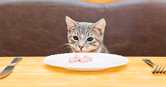 猫の食事について