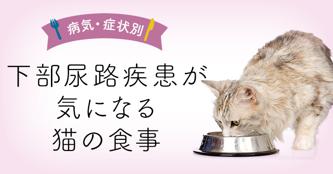 獣医師監修】下部尿路疾患が気になる猫の食事｜下部尿路疾患が気になる 