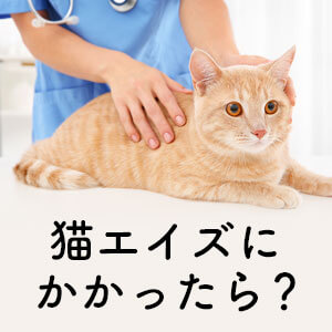 獣医師監修 猫エイズにかかったら 感染経路 症状 検査方法 寿命 予防法 猫ねこ部