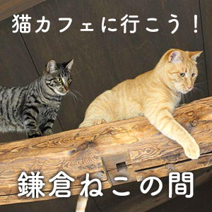 猫も人もリラックスできる古民家風保護猫カフェ 鎌倉ねこの間 猫ねこ部