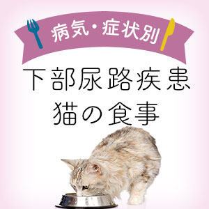 獣医師監修 下部尿路疾患が気になる猫の食事 下部尿路疾患が気になる猫向けキャットフード 猫ねこ部