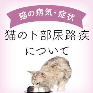 獣医師監修】猫の下部尿路疾患（FLUTD）・尿路結石について  猫ねこ部