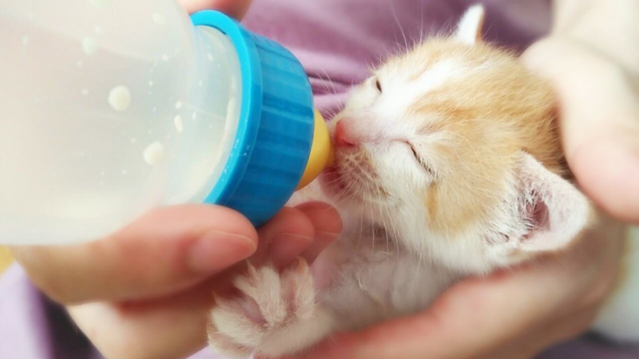 獣医師監修】哺乳期・離乳期の猫の食事について  生後すぐ〜60日頃 