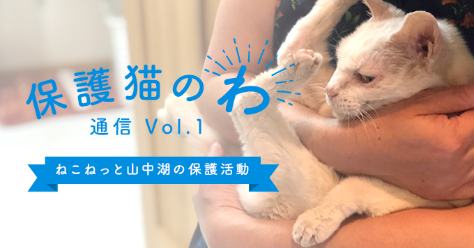 保護猫のわ通信Vol.1｜ねこねっと山中湖の保護活動