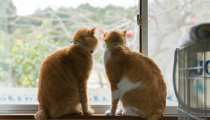 猫と窓