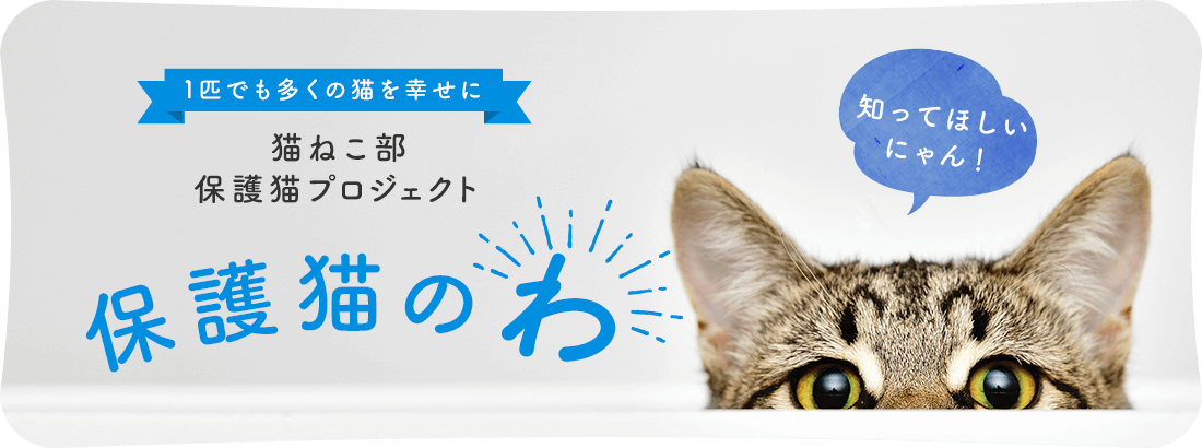 1匹でも多くの猫を幸せに 猫ねこ部保護猫プロジェクト 保護猫のわ