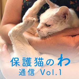 保護猫のわ通信vol 1 ねこねっと山中湖の保護活動 猫ねこ部