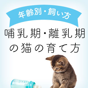 哺乳期 離乳期の子猫の育て方 猫ねこ部