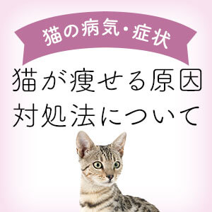 獣医師監修】猫が痩せる原因と対処法について  猫ねこ部