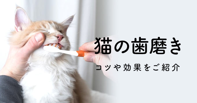 歯ブラシを見せると逃げられる飼い主さん必見！猫の歯磨きのコツや効果をご紹介