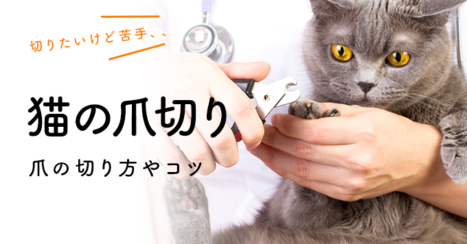 獣医師監修 猫の爪切りが苦手な飼い主さんへ送る 爪の切り方やコツ 猫ねこ部