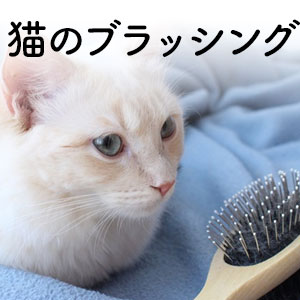 獣医師監修 猫のブラッシングのやり方や効果とは ブラシの種類もご紹介 猫ねこ部
