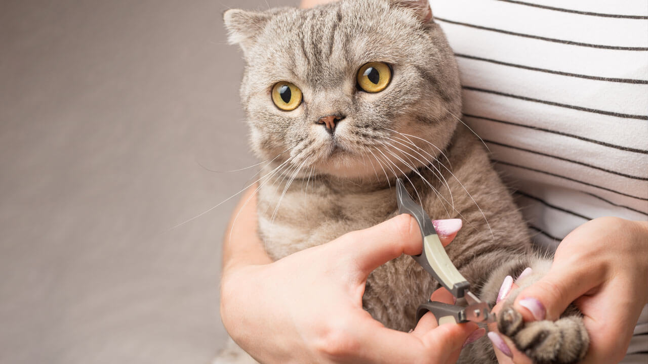 獣医師監修 猫の爪切りが苦手な飼い主さんへ送る 爪の切り方やコツ 猫ねこ部