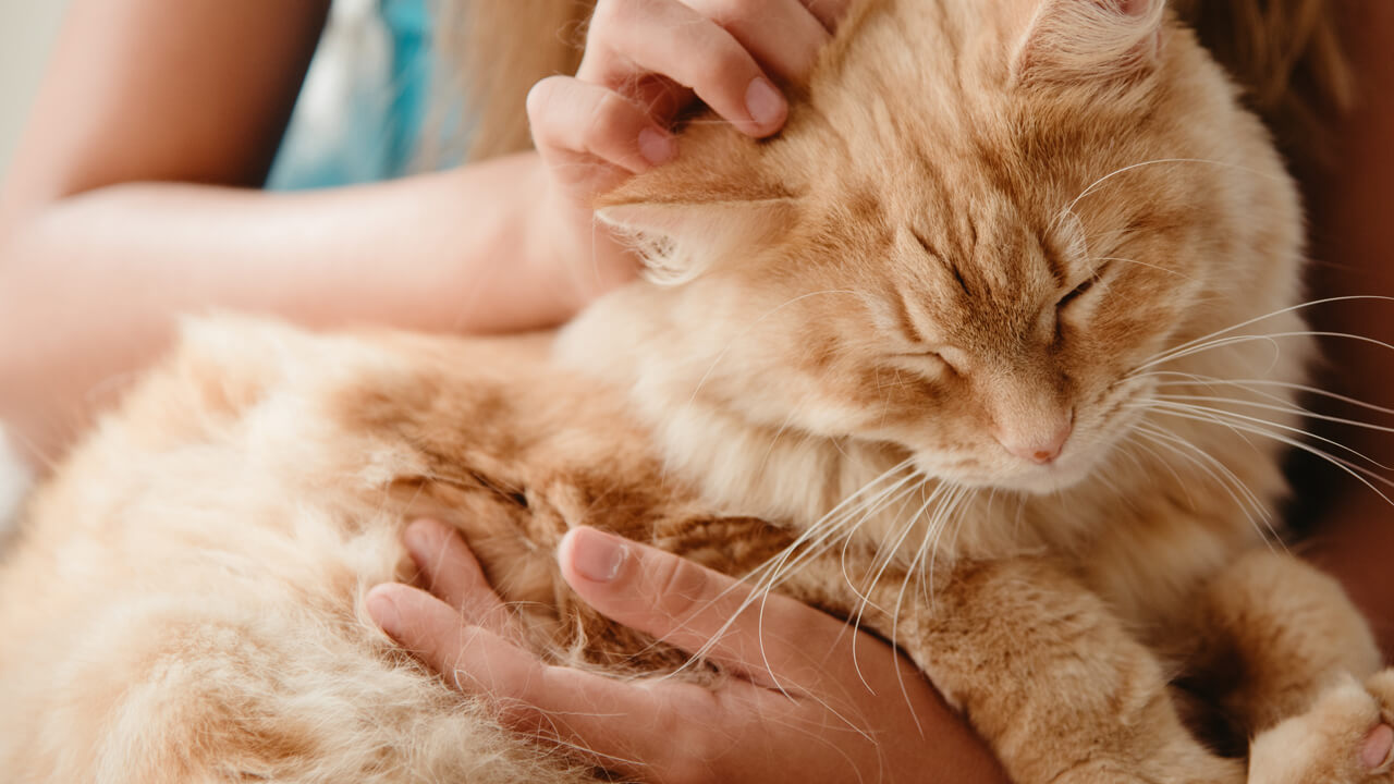 老猫のトイレ事情について 飼い主がしてあげられることをまとめました 猫ねこ部