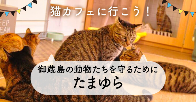保護猫カフェたまゆら～御蔵島の動物たちを守るために
