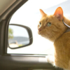 猫を車に乗せる時の注意点は？車、バス、タクシーそれぞれのポイントをご紹介