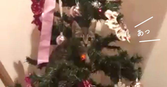 この手があったか！猫がいるお家のクリスマスツリーの正しい使い方