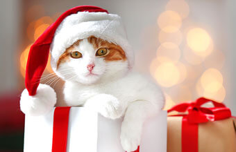 19猫さまへ贈りたいクリスマスプレゼント きっと喜んでくれるおすすめ12選 猫ねこ部