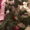 この手があったか！猫がいるお家のクリスマスツリーの正しい使い方