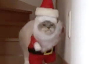 ちっこいサンタが歩いてくる～！あ、猫でした♡猫サンタ癒しプレゼント