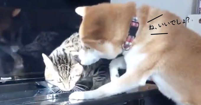 【2020犬猫癒し動画】猫の口をどうしてもこじ開けたい犬～その時猫は？？