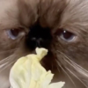 【白菜大好き猫】好きなのに全然たべられな～い…癒し動画発見！