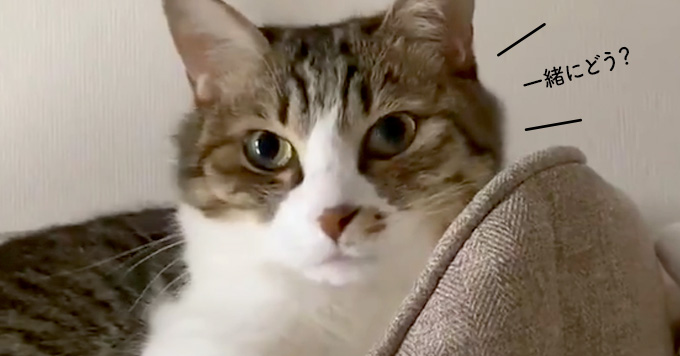 猫のちょっと不思議な癒し動画！「ぱくぱくおてて」でのびのびストレッチ！？