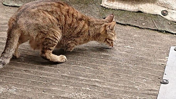 トラバサミの被害にあった猫