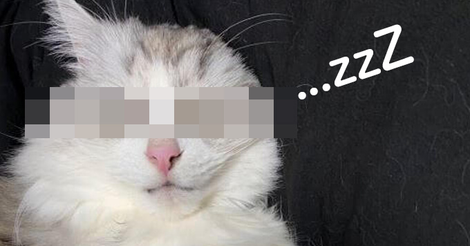 猫の寝顔マニア必見♡ヤバすぎ…渋すぎ…カワイすぎ爆睡ショット！