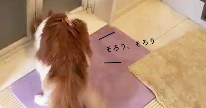 衝撃…賢い猫さんの手慣れた扉開け動画「いつもこうして開けていたのね」