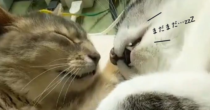 【超話題の猫動画】戦いの最中に寝落ち…戦いを忘れた猫さんたち♡癒し炸裂～
