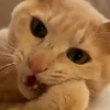 【人気の余韻♡動画】紐が好きすぎる猫さん～その余韻を楽しむのニャ～