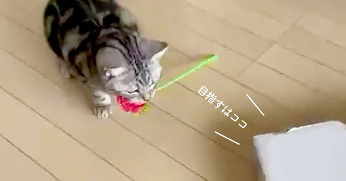 薔薇をくわえた猫さま…お見事なスライディング動画が可愛いすぎる！