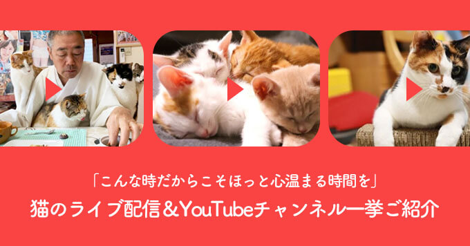 「こんな時だからこそほっと心温まる時間を」猫のライブ配信＆YouTubeチャンネルを一挙ご紹介
