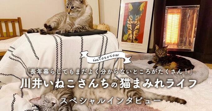 「長年暮らしてもまだよく分からないところがたくさん！」～川井いねこさんちの猫まみれライフ