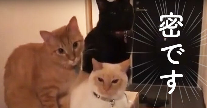 【猫さんどいておくれ】宅配のダンボールの上で3密をつくる猫が話題です