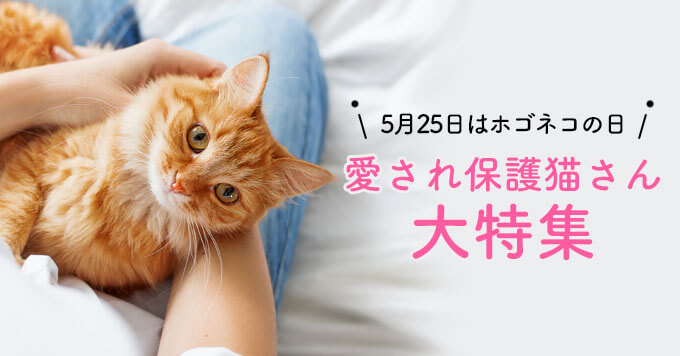 5月25日はホゴネコの日！【愛され保護猫さん大特集】