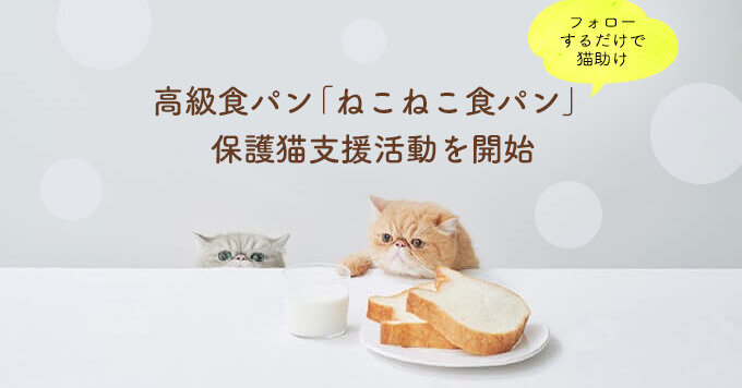 【フォローするだけで猫助け】高級食パン「ねこねこ食パン」が保護猫支援活動を開始